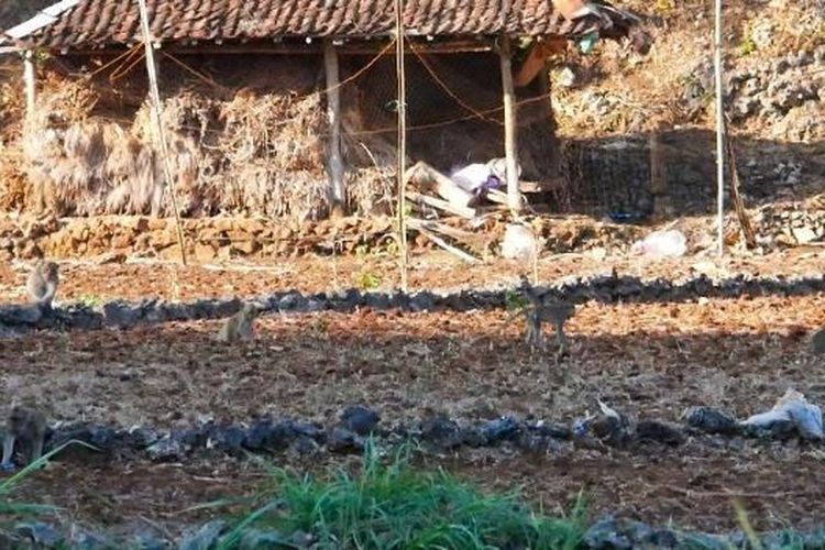Cerita Petani Gunungkidul Bertahan dari Teror Monyet Ekor Panjang: Tanaman Habis, Gubuk Dirusak