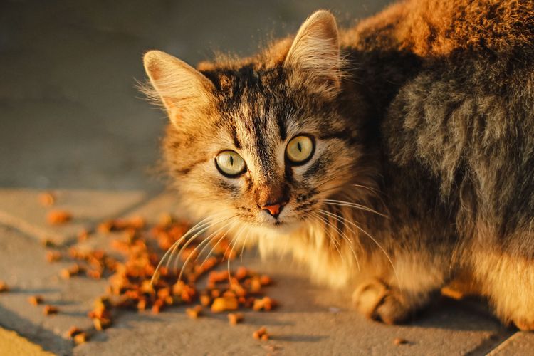 Makanan kucing mengandung protein lebih tinggi daripada makanan anjing.