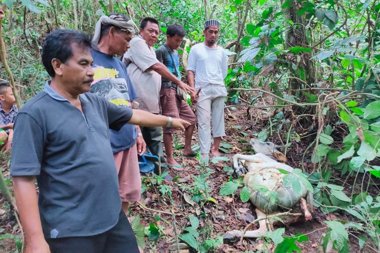 Warga menunjuk bangkai ternak lembu yang dimangsa harimau sumatera di Dusun Pulo Pisang, Desa Timbang Lawan, Kecamatan Bahorok, Langkat. Kejadian ini merupakan yang ketiga kali dengan pemilik ternak yang sama.