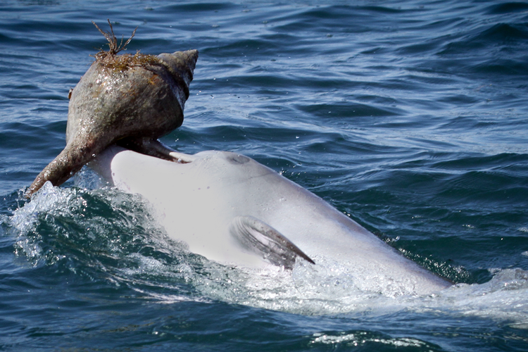 Lumba-lumba melakukan trik berburu dengan cara tak biasa, di sebut shelling.
