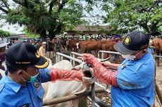 Penyakit Mulut dan Kuku pada Ternak Tak Bisa Diobati, tapi Bisa Dicegah