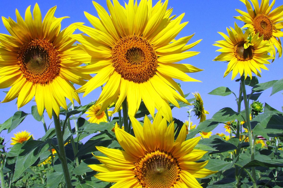 Ilustrasi bunga matahari, tanaman refugia