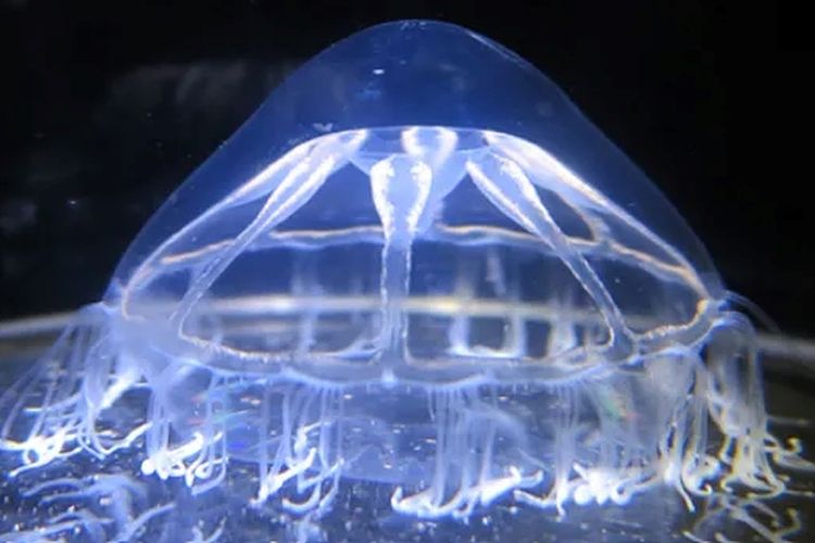 Spesimen Botrynema brucei ellinorae Arktik tanpa tonjolan. 