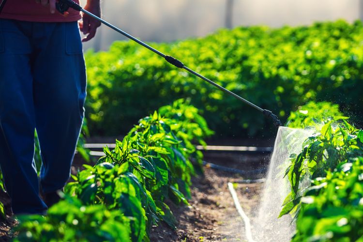 Ilustrasi menyemprotkan pestisida nabati pada tanaman dengan hand sprayer. 