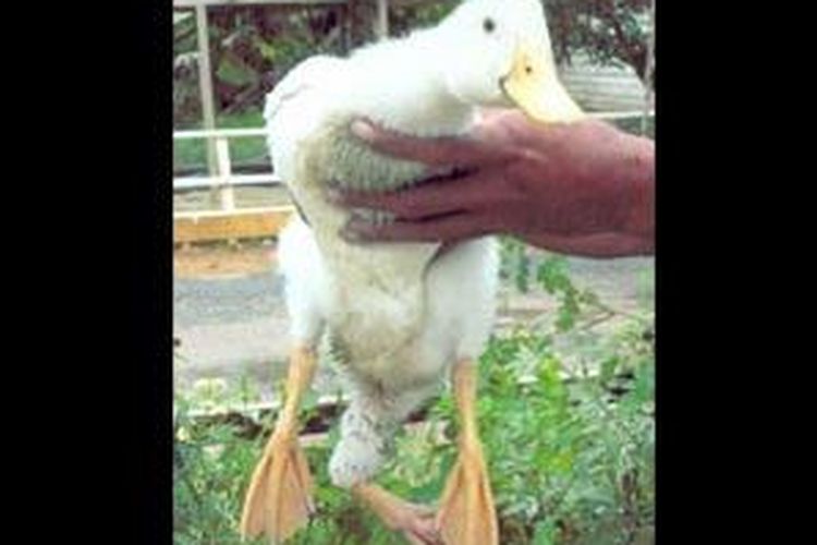 Bebek Kaki Tiga Menetas Di Bengkulu Kompas Com