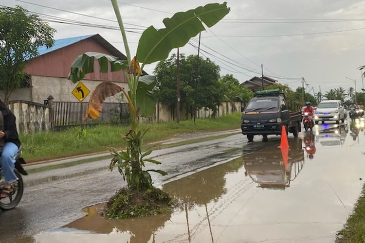 Satu ruas Jalan Raya Mempawah-Pontianak di Desa Peniraman, Kecamatan Sungai Pinyuh, Kabupaten Mempawah, Kalimantan Barat (Kalbar) kerap terendam banjir hingga mengalami rusak. Warga yang resah, menunjukkan sikap protesnya dengan menanam pohon pisang di tengah jalan.