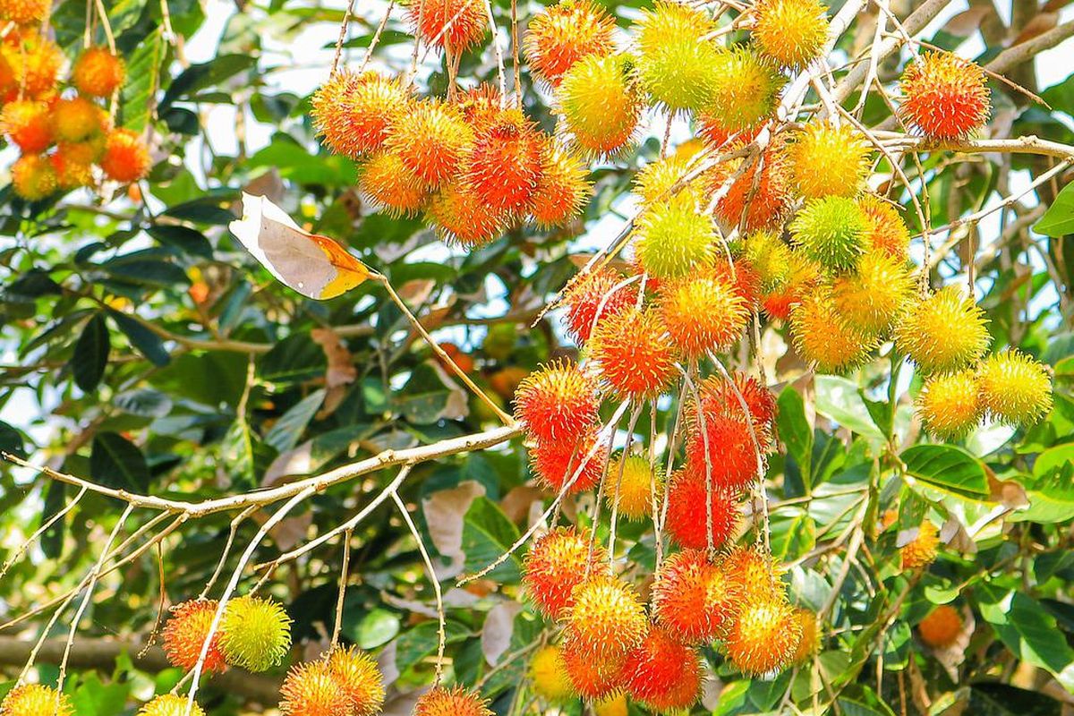 Ilustrasi menanam rambutan, pohon rambutan. 