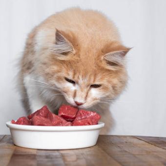 Kucing adalah karivora obligat yang membutuhkan daging agar tetap bugar dan sehat.
