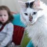 5 Ras Kucing yang Cocok untuk Anak-anak