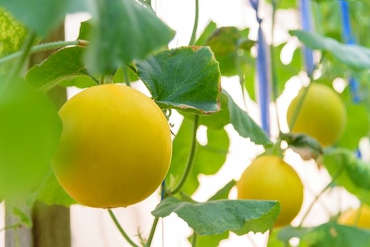 Ilustrasi tanaman golden melon atau melon kuning