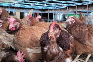 Harga Ayam Hidup Anjlok, Ini Penyebabnya Menurut Peternak
