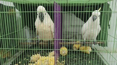 Banten Jadi Zona Merah Perdagangan dan Penyeludupan Satwa Dilindungi