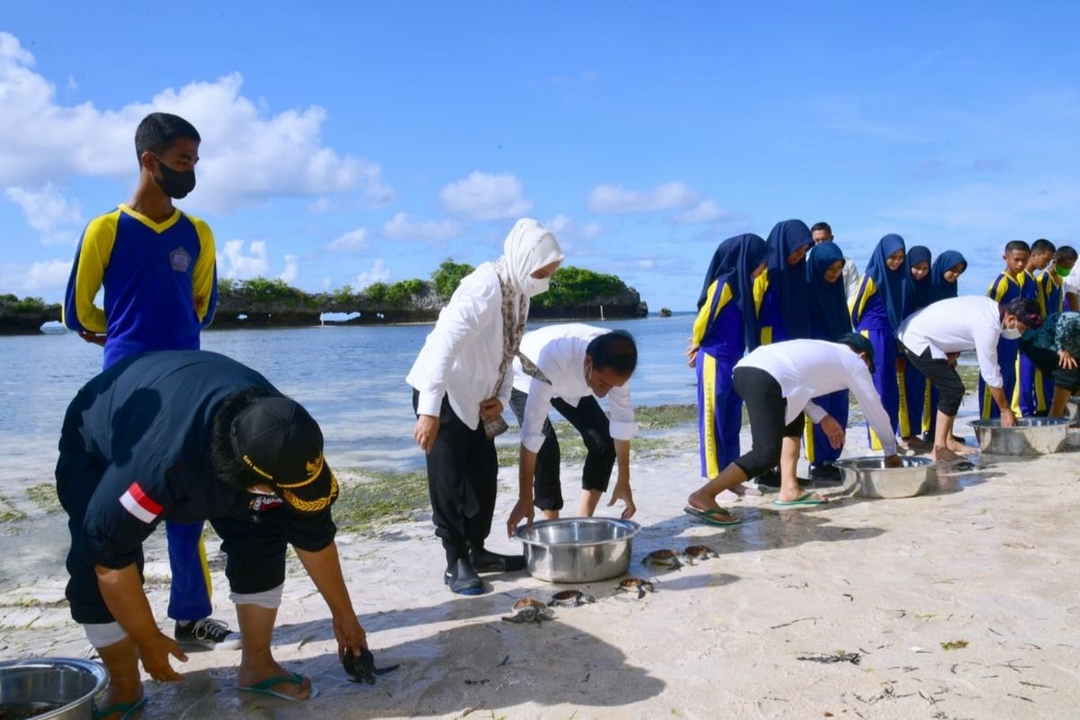 Presiden Joko Widodo dan Ibu Iriana Joko Widodo melepasliarkan tukik bersama para pelajar dan masyarakat di Patuno Resort, Kabupaten Wakatobi, Provinsi Sulawesi Tenggara, pada Kamis (9/6/2022).