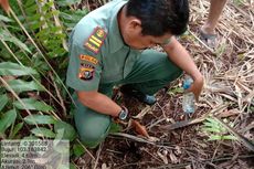 Diduga Jejak Harimau di Areal Kebun Sawit Bikin Geger Warga Riau, Ternyata Jejak Tapir