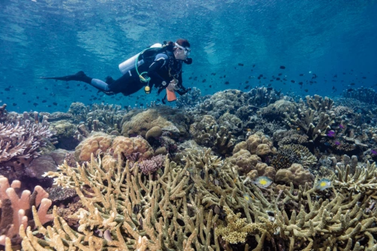 Ilustrasi Terumbu Karang di Kepulauan Solomon