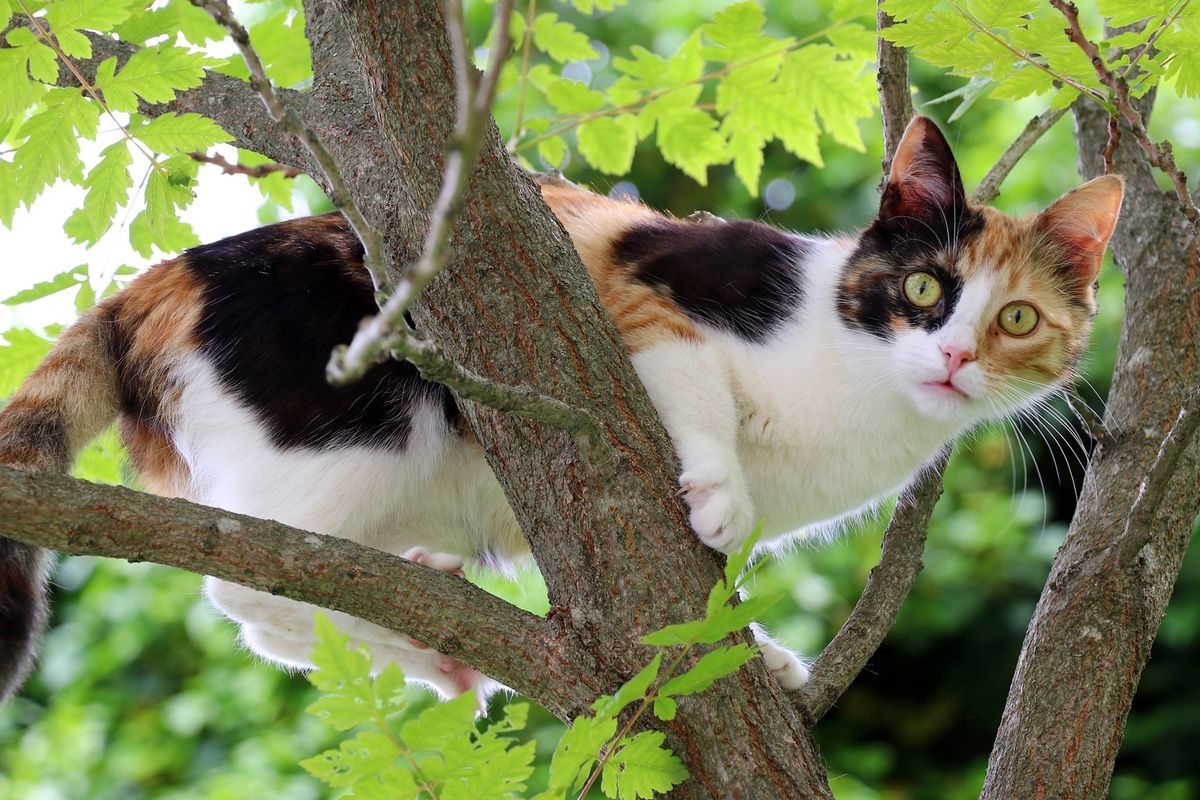 Kucing secara alami sangat senang mengeksplorasi hal di sekitarnya. Itulah mengapa kita kerap melihat perilaku unik, termasuk kucing menjilati lantai dan permukaan lainnya.