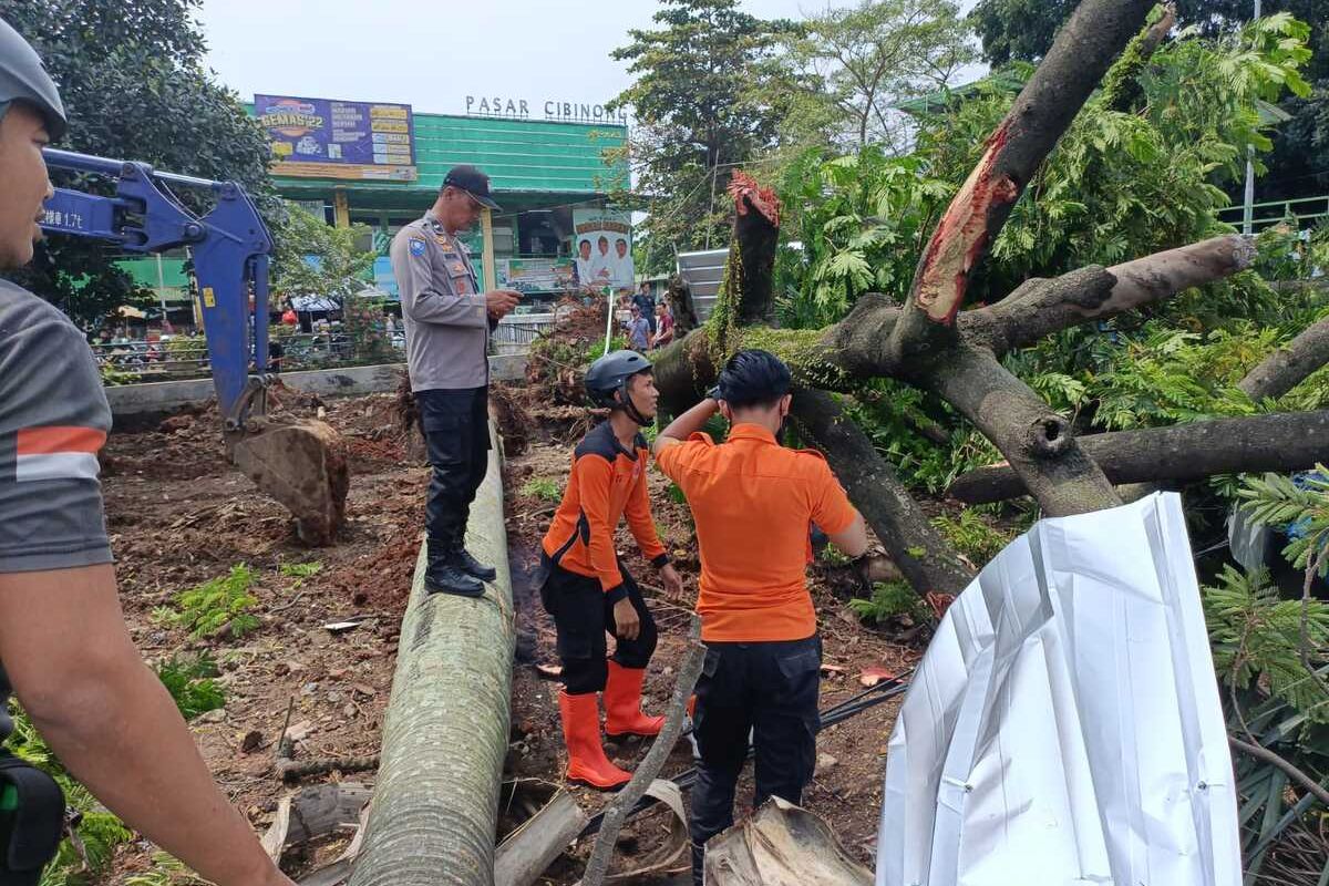 Tim gabungan yang terdiri dari aparat Kepolisian dan TNI, BPBD, melakukan evakuasi dua pohon besar tumbang di pinggir jalan atau tepatnya Depan Pasar Cibinong, Kecamatan Cibinong, Kabupaten Bogor, Jawa Barat, pada Kamis (20/10/2022).