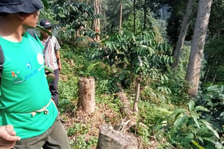 Puluhan pohon berdiameter 30 sentimeter di hutan Penggunungan Sanggabuana dibabat. Empat petani dihukum tanam pohon.