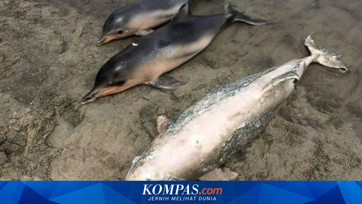 Menemukan Hewan Terdampar di Pantai? Ini yang Perlu Dilakukan