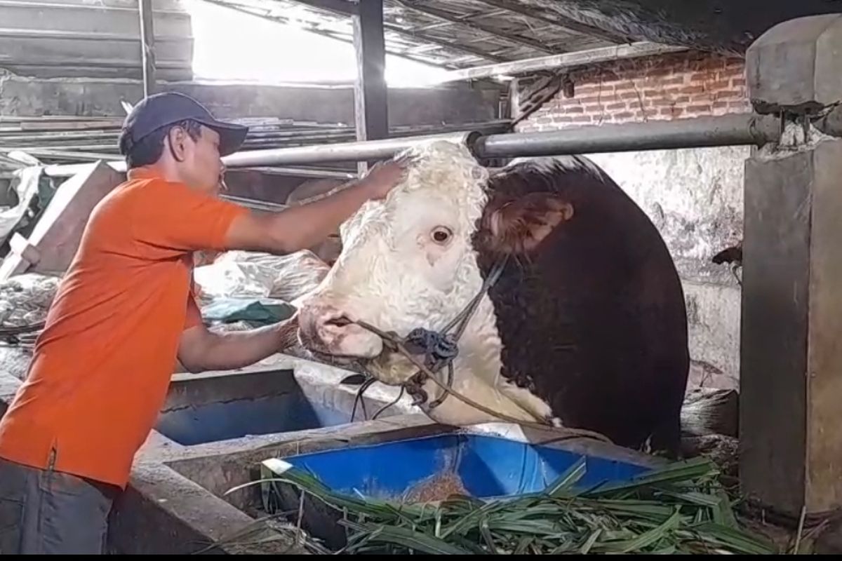 Peternak sapi asal Blora, Pudjiono mengelus sapi ternaknya yang dibeli Presiden Prabowo untuk berkurban