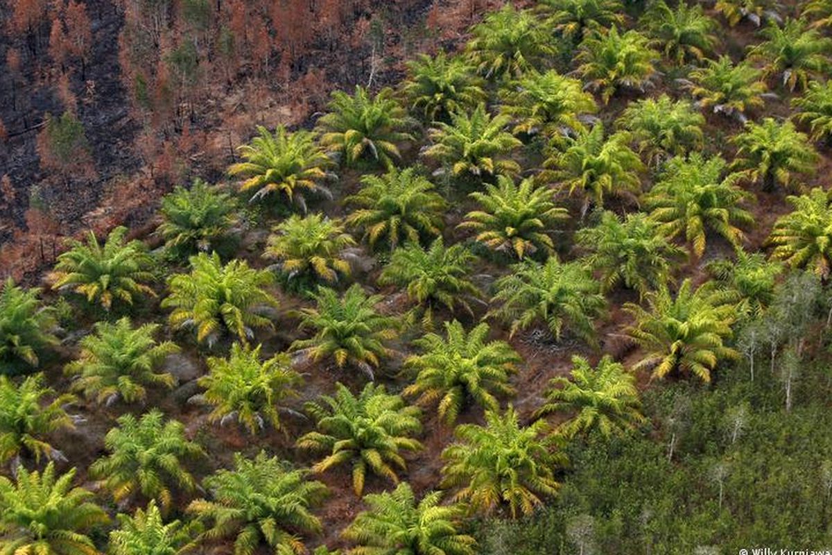 Rainforest is burnt to give way to palm oil plantations