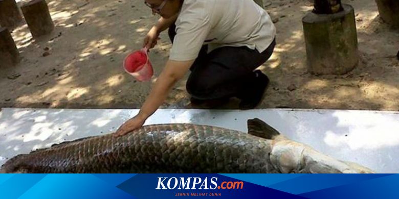 Pecinta Kucing Bakal Gelar Hari Donasi Kucing Sekepri