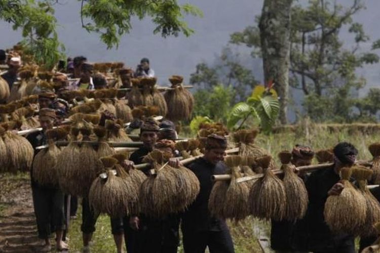 Warga adat Kasepuhan Ciptagelar, Kabupaten Sukabumi, Jawa Barat, memanggul padi saat upacara seren taun, Minggu (24/8/2014). Seren taun adalah upacara adat untuk mensyukuri hasil panen padi selama satu tahun. 