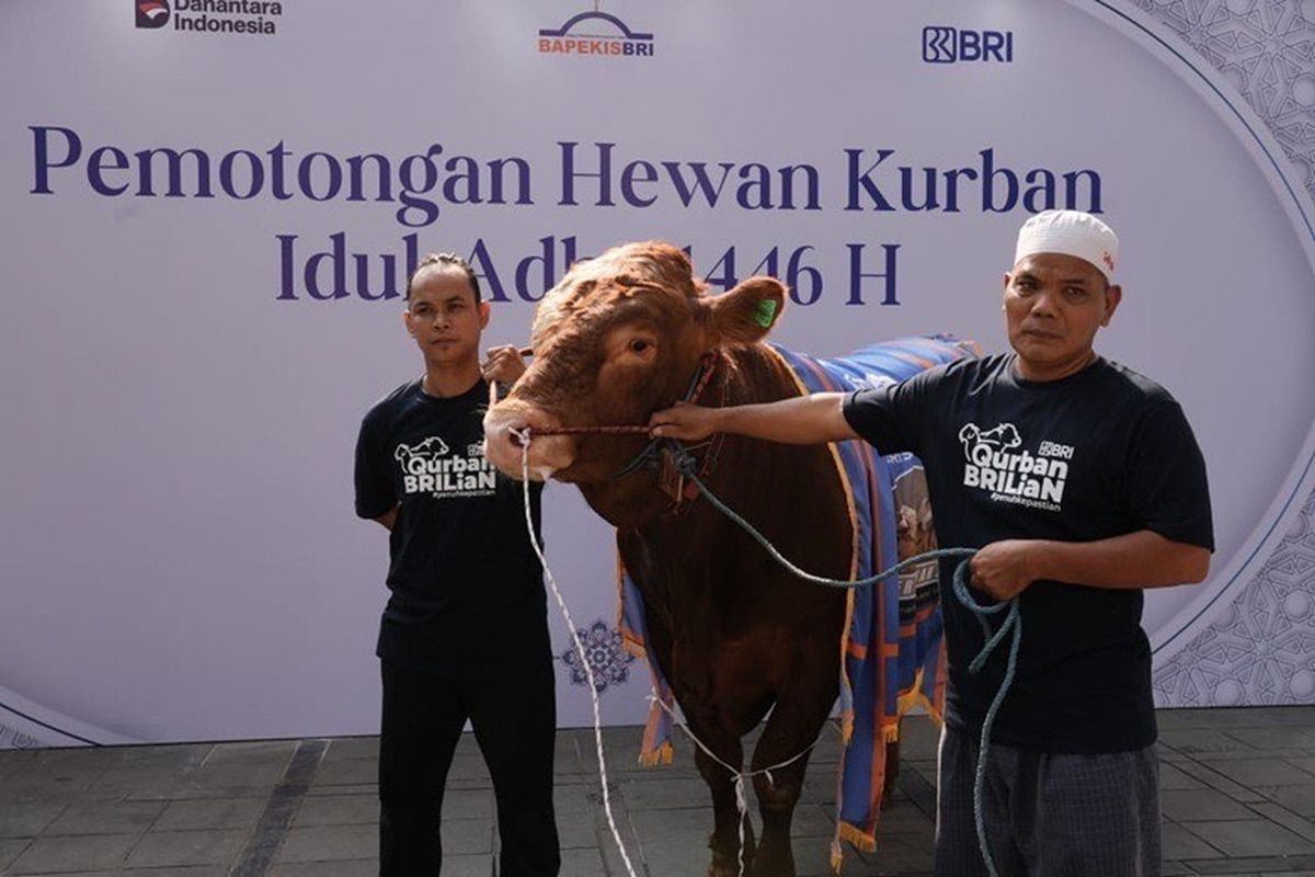 BRI bagikan 961 hewan kurban pada hari raya Idul Adha 1446 H. 