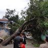 Dua Pohon Besar Tumbang dan Melintang di Jalan Prepedan