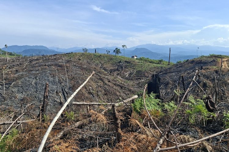Ketidakpastian hukum dan investasi dinilai berdampak terhadap penurunan produksi dari perkebunan kelapa sawit di Indonesia.