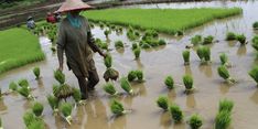 Di Tengah Cuaca Ekstrem, Kementan Dorong Petani di Gianyar Manfaatkan Asuransi