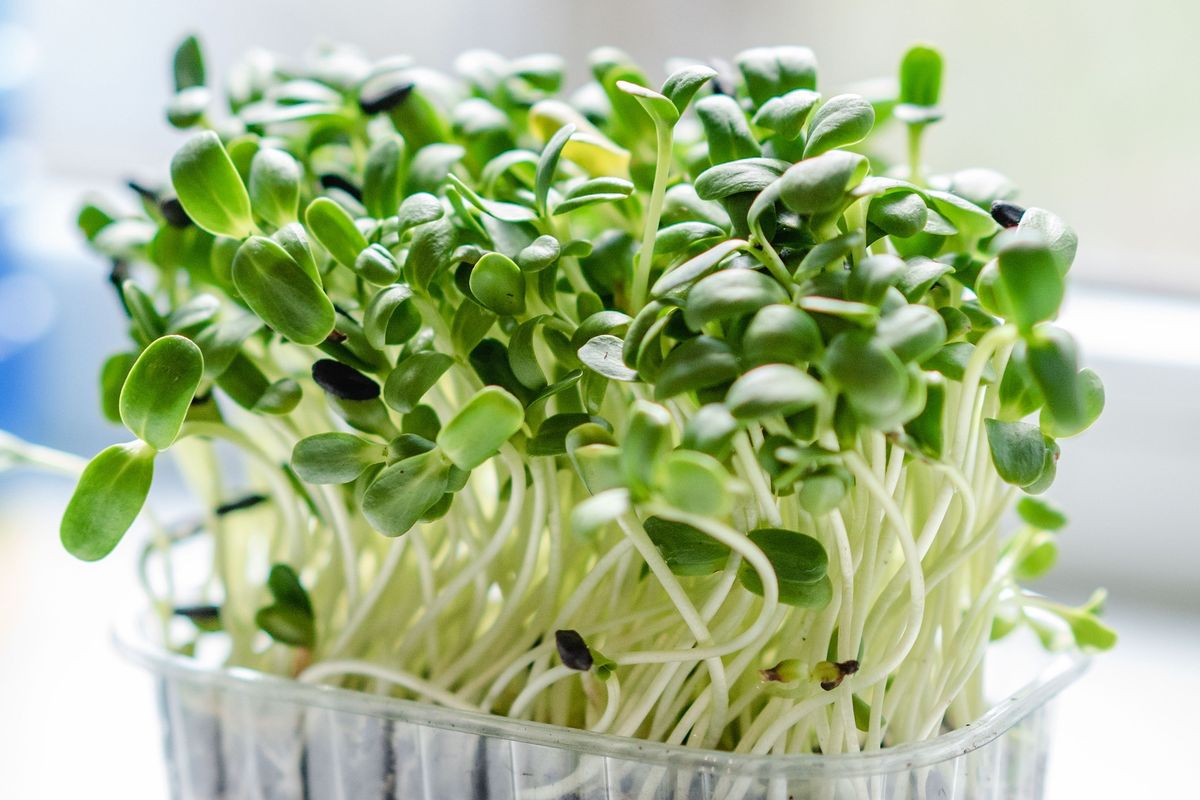 Ilustrasi microgreens.