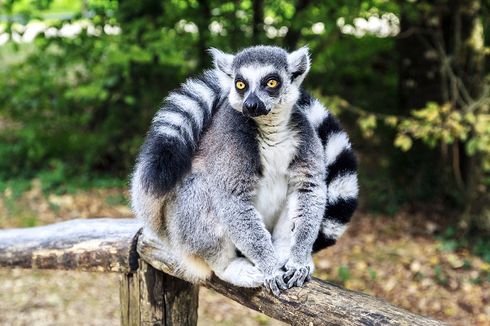 Ingin Peliharaan Lemur, Remaja 19 Tahun Mencuri dari Kebun Binatang