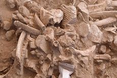 Fosil Tulang Mammoth di New Mexico Ungkap Pembantaian yang Dilakukan Manusia