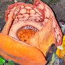 Solusi Lindungi Bunga Langka seperti Rafflesia hasseltii Menurut Pakar