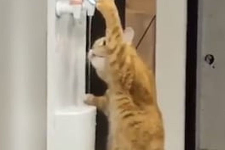 Kucing minum di dispenser.