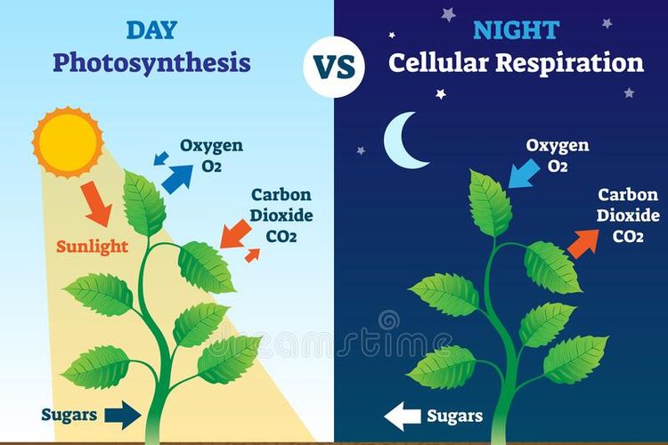 Sebuah ilustrasi perbedaan sederhana antara fotosintesis dan respirasi sel. Yang membedakan adalah siang dan malam, serta pertukaran gas yang terjadi pada nya.