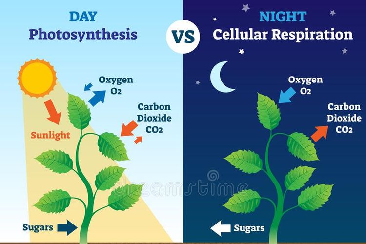 Perbedaan Fotosintesis Dan Respirasi