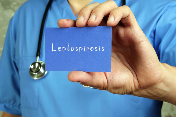 Setelah COVID-19, cacar monyet, dan gagal ginjal akut, kini muncul kasus leptospirosis yang memicu kekhawatiran. 