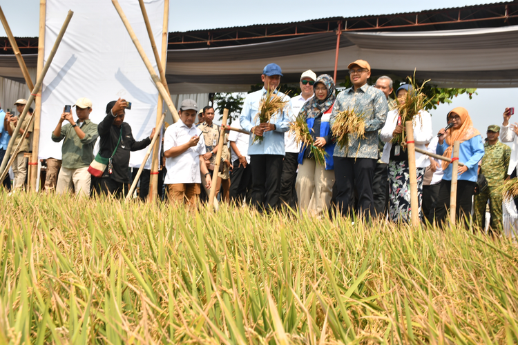 Padi Biosalin Dipanen di Pesisir Batang, Produktivitas 6-7 Ton per Hektar