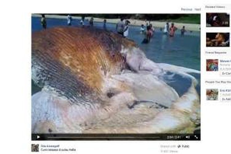 Cuplikan dari video yang menunjukkan ditemukannya bangkai seperti gurita raksasa yang terdampar di perairan Pulau Hatta, Kecamatan Banda, Kabupaten Maluku Tengah. Video tersebut diunggah oleh pemilik akun bernama Dila Assagaff dengan judul 