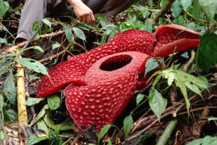 Bunga langka Rafflesia Tuan-Mudae mekar sempurna di Cagar Alam Maninjau, Agam