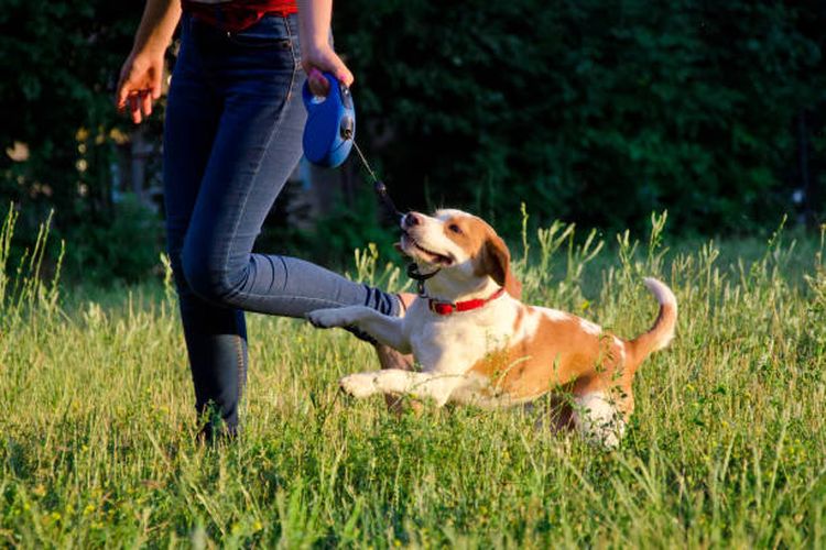 Cara mengatasi stres pada anjing.