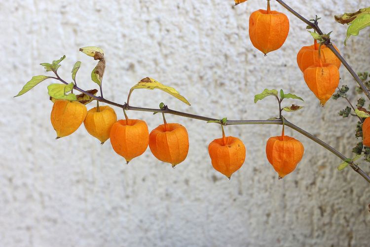 Ilustrasi buah ciplukan, tanaman ciplukan. 