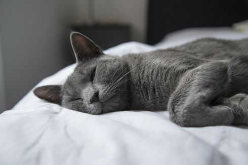 Ratusan Kucing Mati di Inggris Akibat Penyakit Langka, Apa Pemicunya?