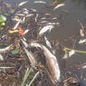 Ribuan Ikan Mati di Sungai Penago Bengkulu, Belum Diketahui Penyebabnya