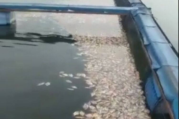Ikan mati di Waduk Saguling