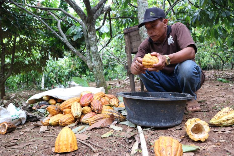 Ilustrasi pengelolaan buah kakao oleh Griya Cokelat Nglanggeran