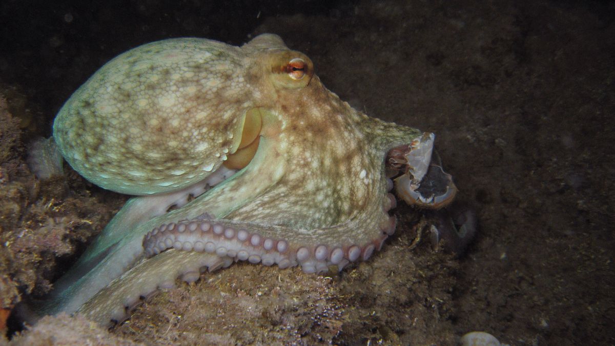 Separuh Moluska Dunia Terancam Punah, Dampak Penambangan Laut Dalam
