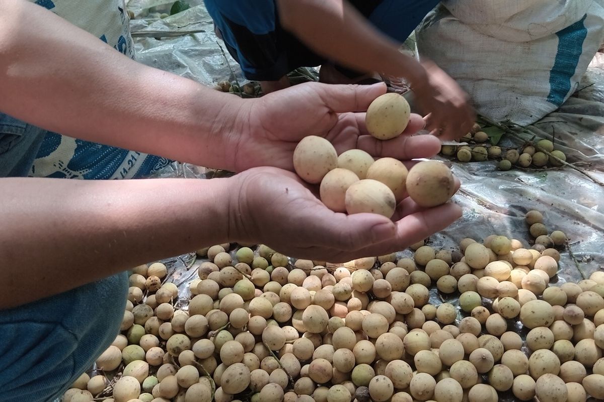 Duku cililitan memiliki ciri kulit berwarna kuning langsat, lonjong, daging buahnya tebal.